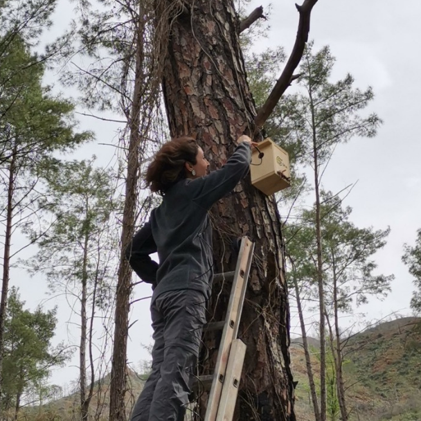 Yangın Sonrası Biyolojik Çeşitlilik Odaklı Ekosistem Onarımı Kılavuzu